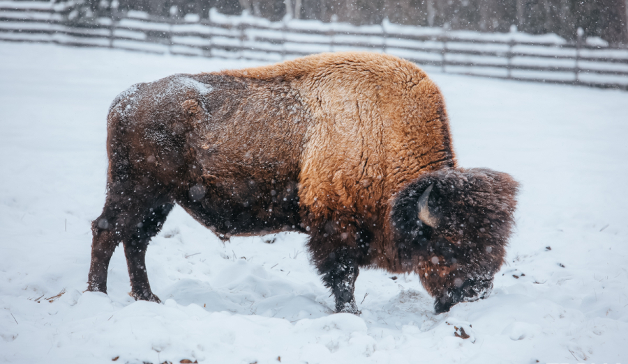 Лесных бизонов завезут в Олекминский район