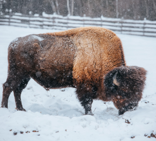 Лесных бизонов завезут в Олекминский район